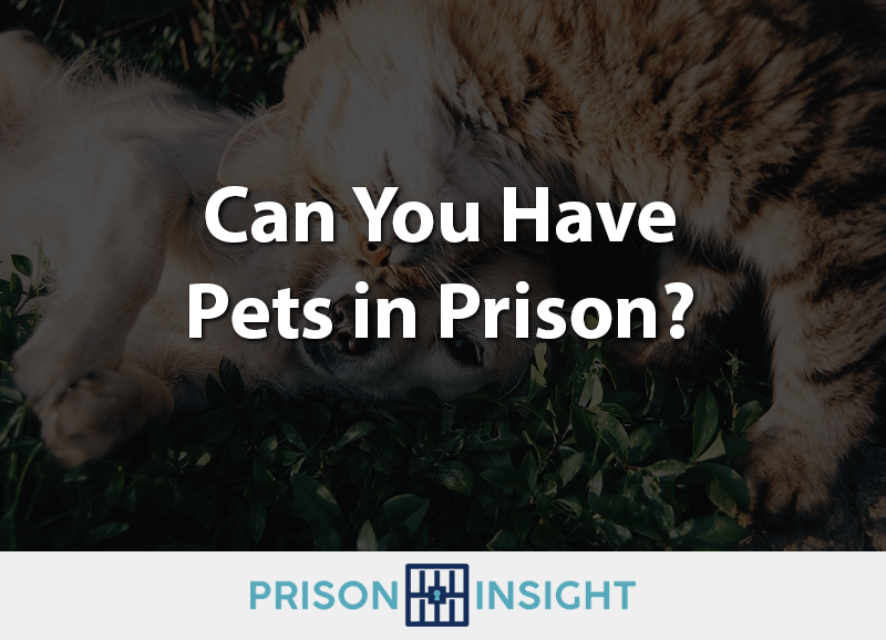 Can You Have Pets in Prison?