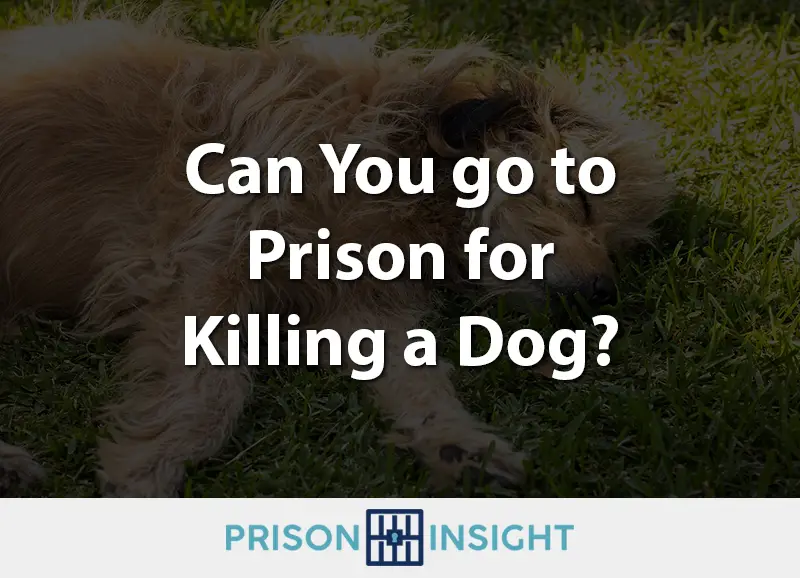 Can You go to Prison for Killing a Dog?